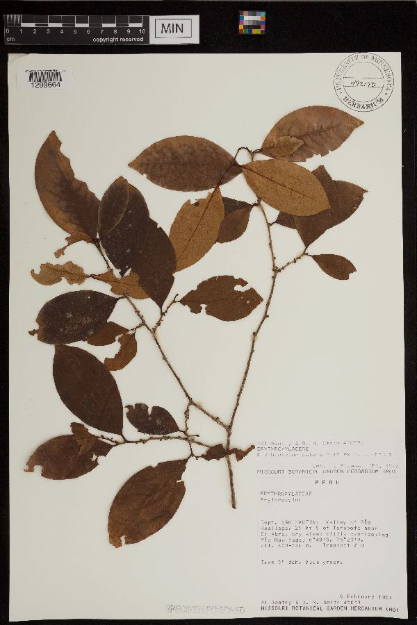 Erythroxylum patens image