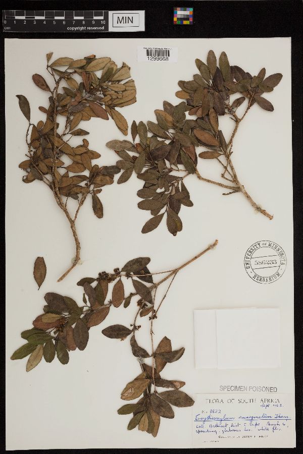 Erythroxylum emarginatum image