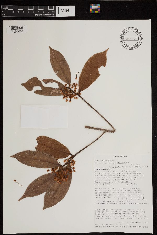 Erythroxylum sphaeranthum image