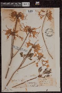 Rhododendron canescens image
