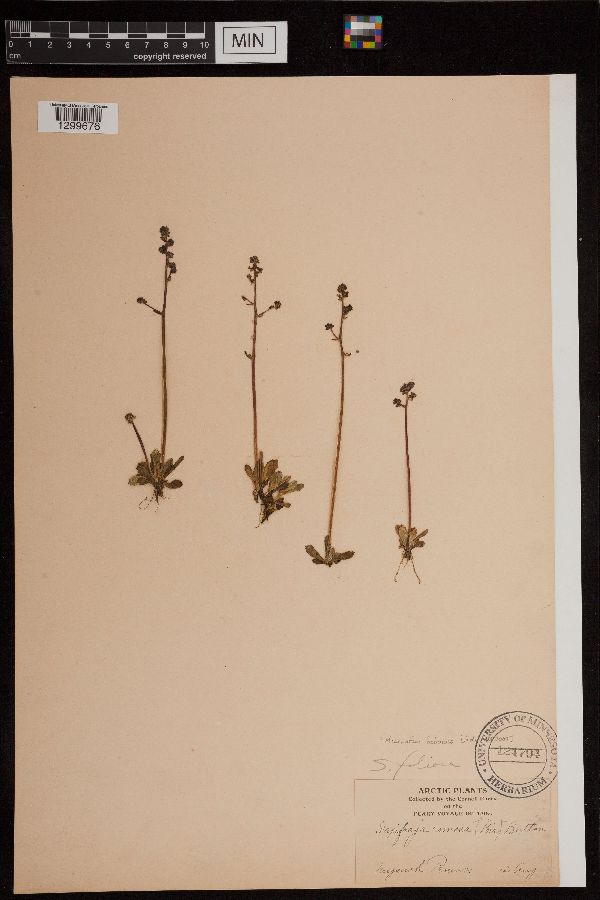 Micranthes foliolosa image