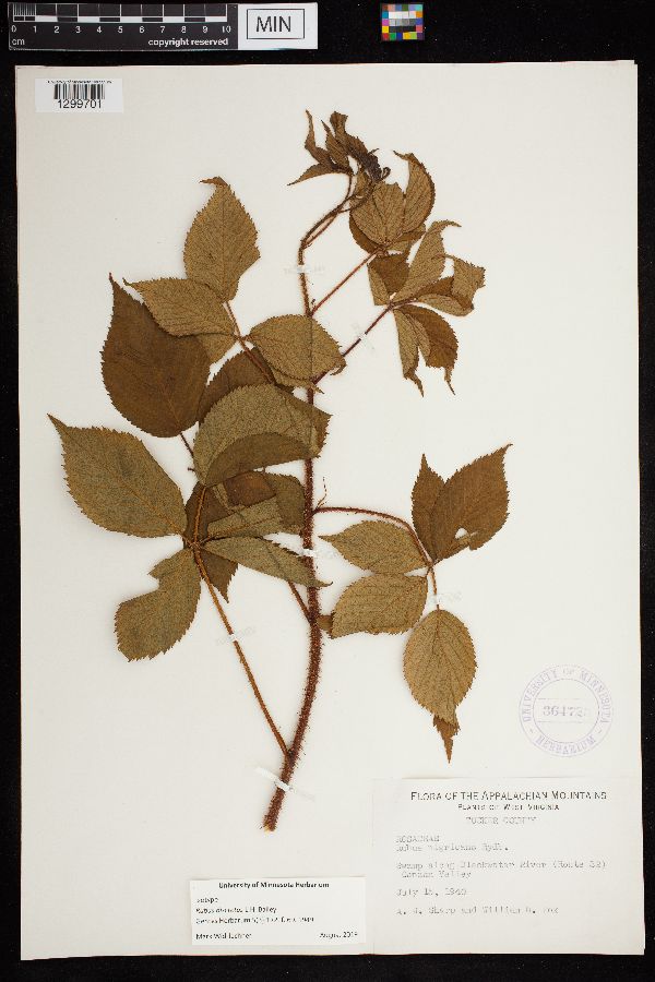 Rubus discretus image