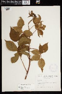 Rubus discretus image
