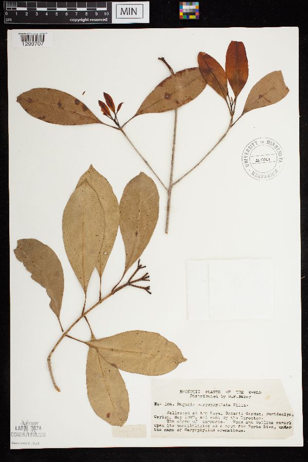 Eugenia caryophyllata image