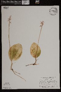 Image of Amerorchis rotundifolia