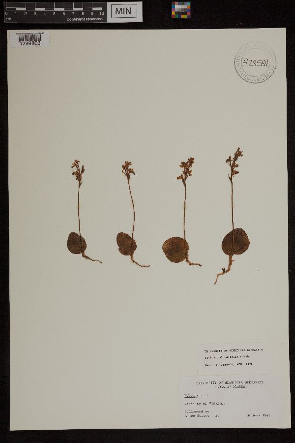 Amerorchis rotundifolia image