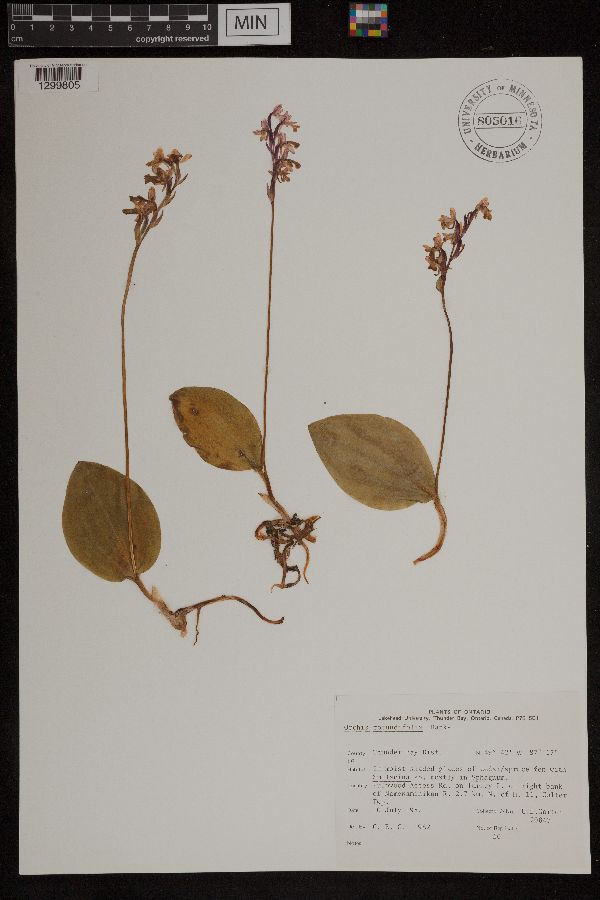 Amerorchis rotundifolia image