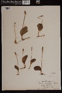 Amerorchis rotundifolia image