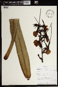 Image of Angraecum eburneum