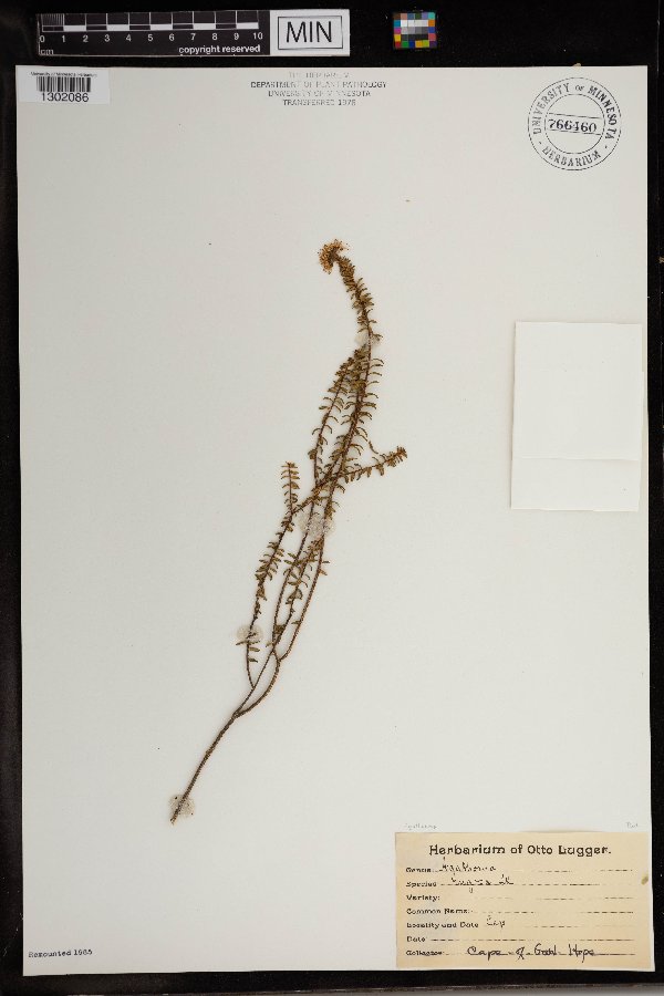 Agathosma ciliaris image