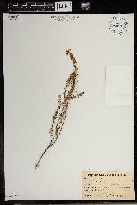 Image of Agathosma ciliaris