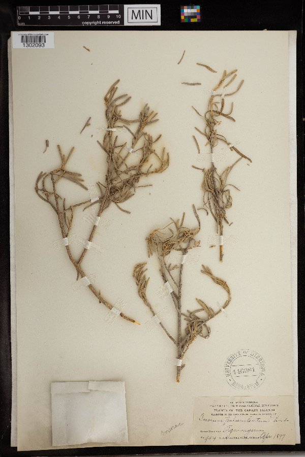 Cneorum pulverulentum image