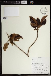 Image of Allophylus arboreus