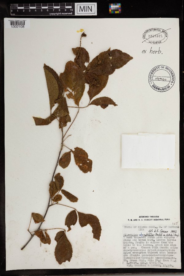 Allophylus rubifolius image