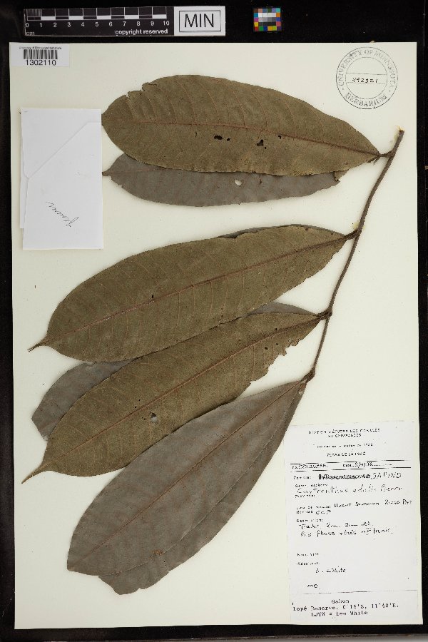 Chytranthus edulis image