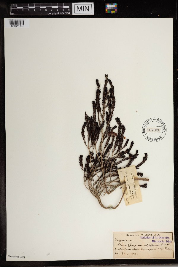 Erica affinis image