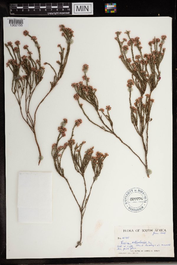 Erica articularis image