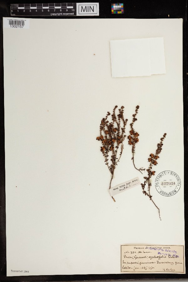Erica azaleaefolia image