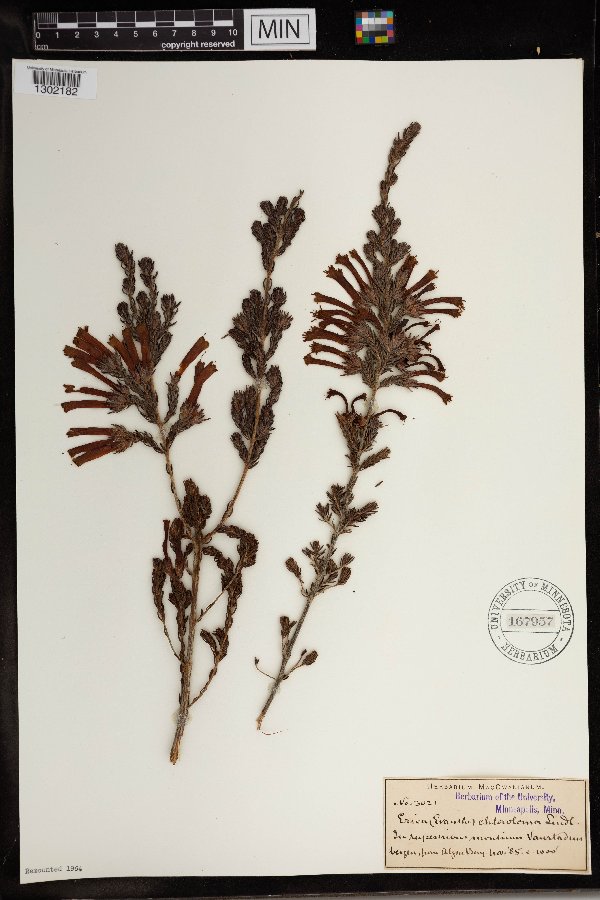 Erica chloroloma image