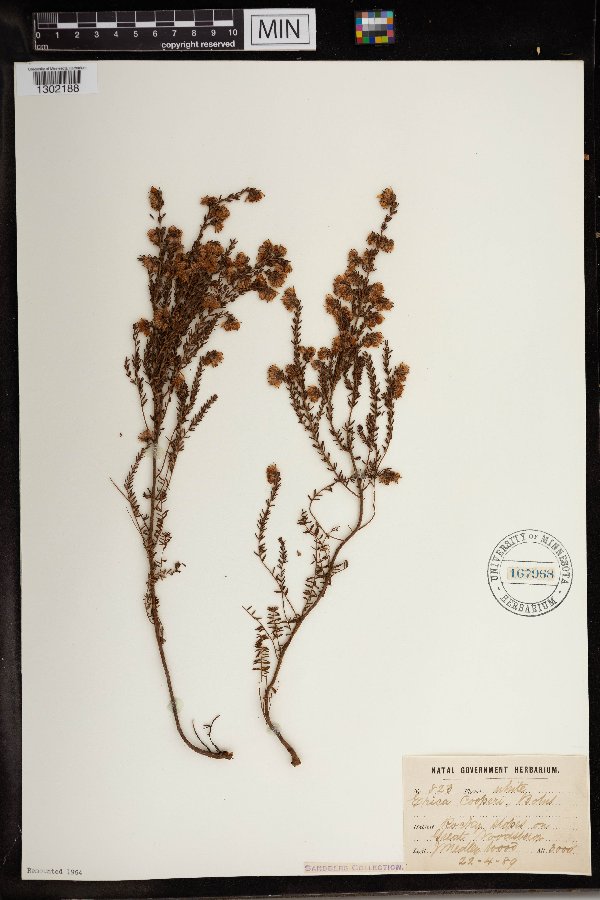 Erica cooperi image