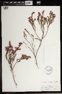 Erica corifolia image