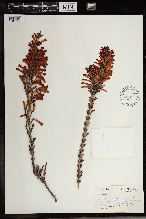 Erica cruenta image