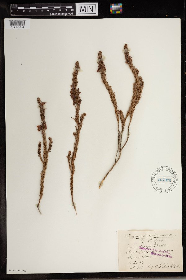 Erica densifolia image