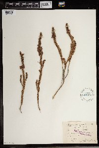 Image of Erica densifolia
