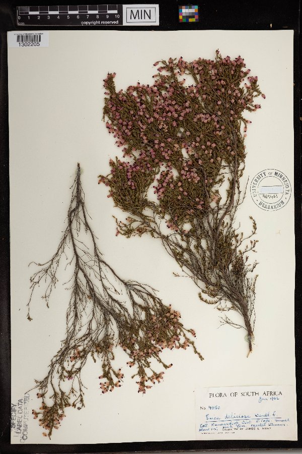 Erica nutans image