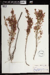 Erica nutans image