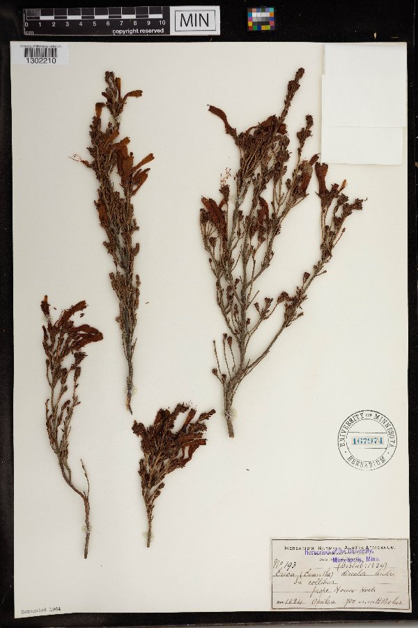 Erica discolor image
