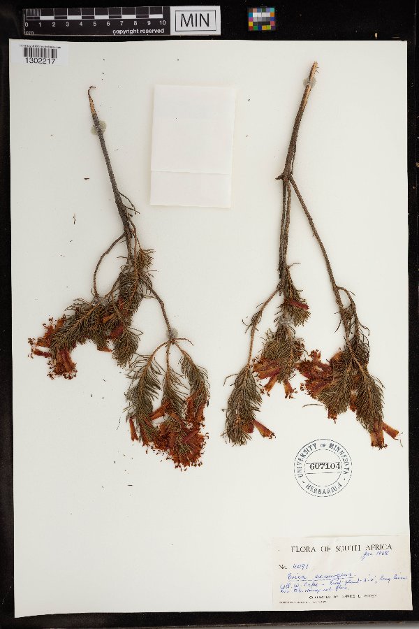 Erica grandiflora image