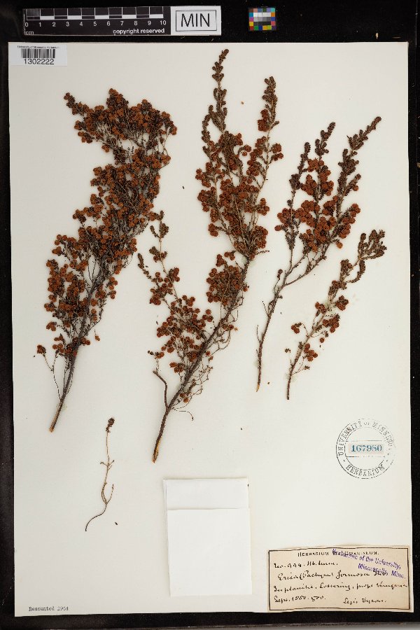 Erica formosa image