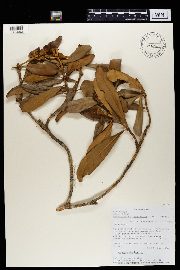 Anthocleista longifolia image