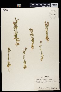 Image of Centaurium spicatum