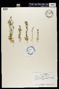 Centaurium spicatum image