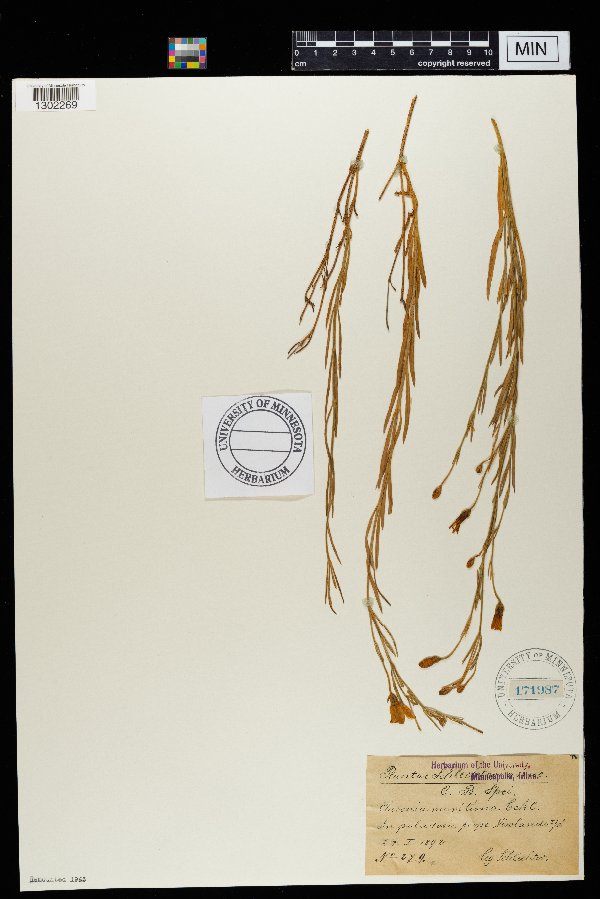 Chironia maritima image
