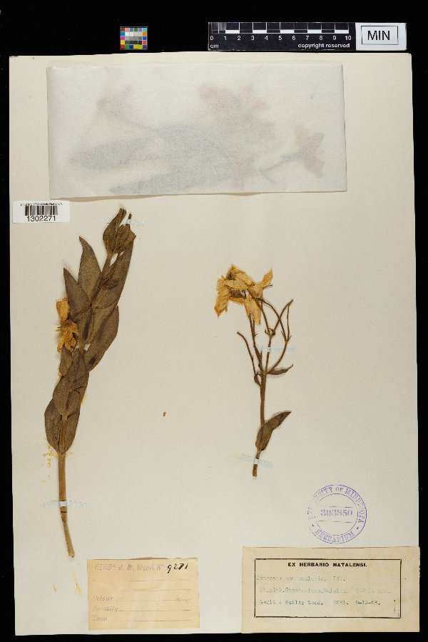 Chironia peduncularis image