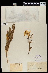Image of Chironia peduncularis
