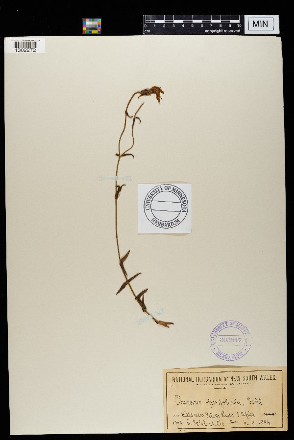 Chironia perfoliata image
