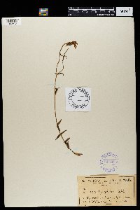 Image of Chironia perfoliata