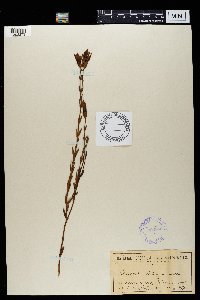 Image of Chironia tetragona