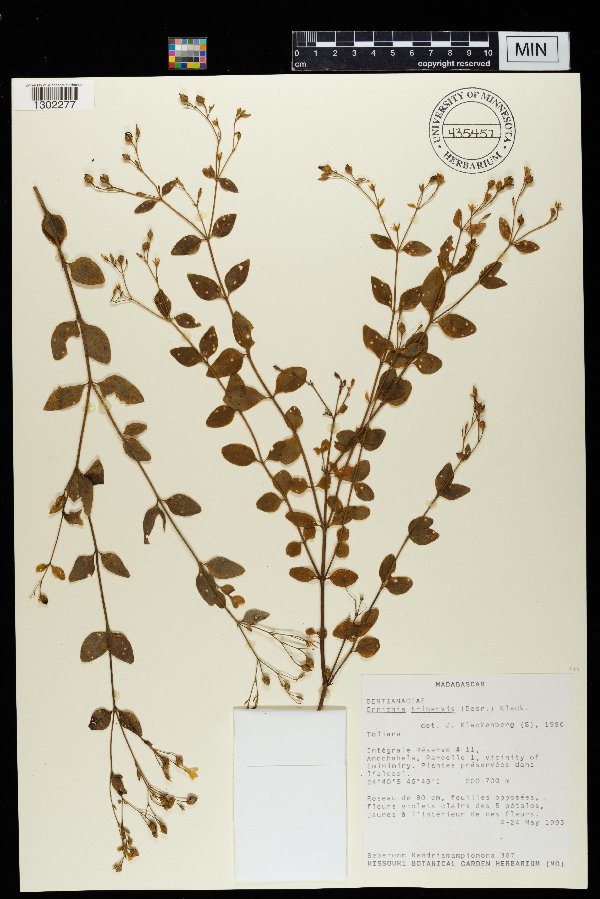 Ornichia trinervis image