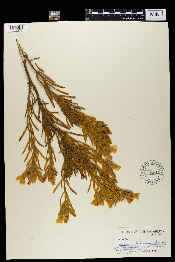 Orphium frutescens image
