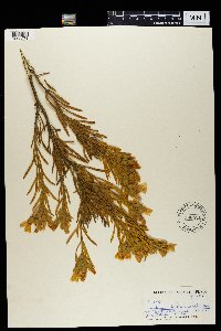 Orphium frutescens image