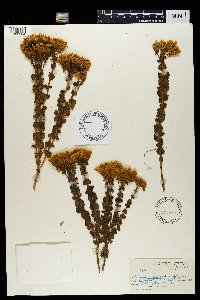 Sebaea sedoides image