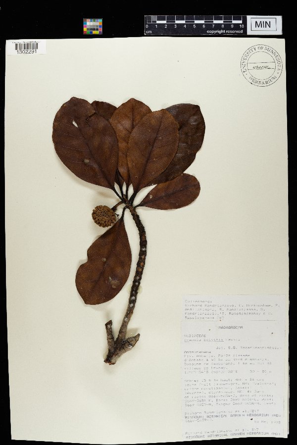 Breonia boivinii image