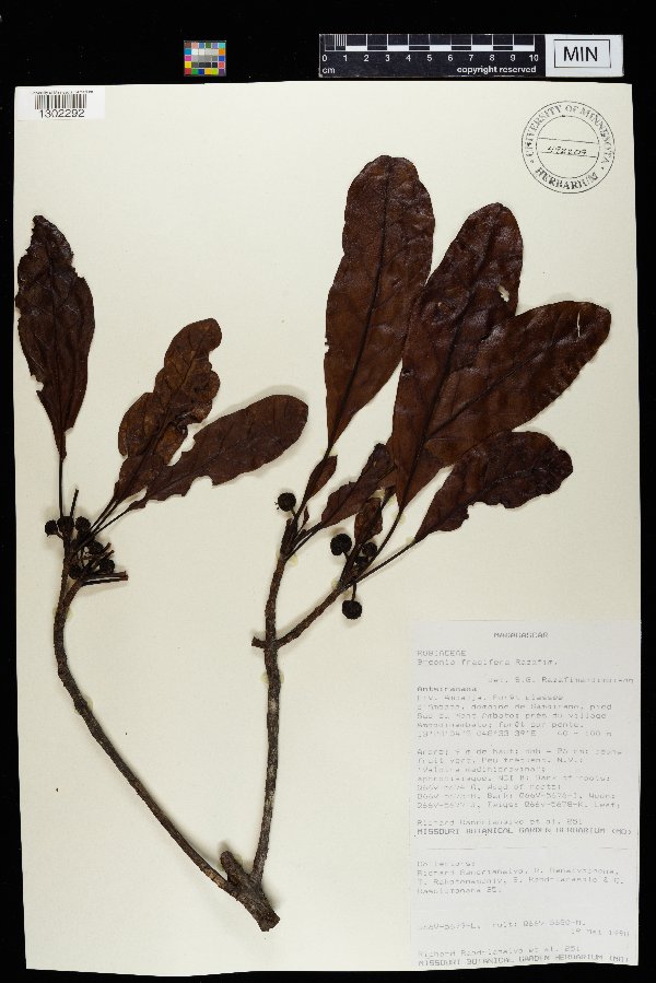Breonia fragifera image