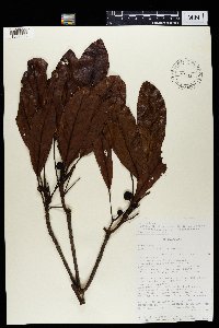 Breonia fragifera image