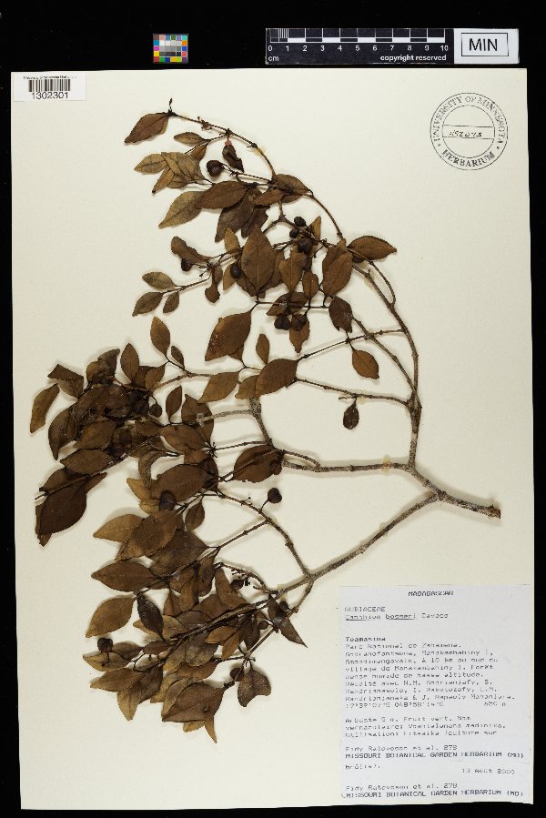 Peponidium image